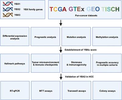 Comprehensive pan-cancer analysis of YBX family reveals YBX2 as a potential biomarker in liver cancer